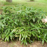 Broad-leaved Bamboo